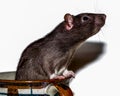 Rat looking up from inside mug Royalty Free Stock Photo