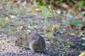 Rat munching seeds in wetlands Royalty Free Stock Photo