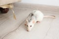 Rat near damaged furniture. Pest control