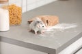 Rat near gnawed bag of flour on kitchen counter