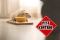 Rat near mousetrap with cheese and warning sign Pest Control