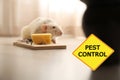 Rat near mousetrap with cheese and warning sign Pest Control