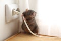 Rat near power socket. Pest control Royalty Free Stock Photo