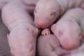 Rat offspring. Mouse cubs close-up. Decorative animals