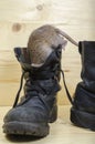 Rat and old military boots. Royalty Free Stock Photo