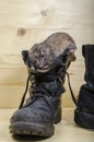 Rat and old military boots. Royalty Free Stock Photo