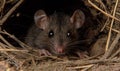 Curious Rat Peeking Out of Burrow Royalty Free Stock Photo