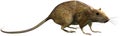 Rat Pest Rodent Isolated Illustration Royalty Free Stock Photo