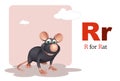 Rat pet animal with alphabet Royalty Free Stock Photo