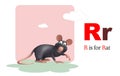 Rat pet animal with alphabet Royalty Free Stock Photo