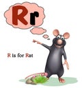 Rat pet animal with alphabet Royalty Free Stock Photo