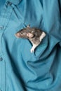 Rat in a pocket Royalty Free Stock Photo