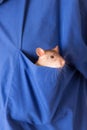 Rat in a pocket Royalty Free Stock Photo