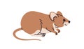 Rat profile. Brown house mouse. Cute rodent pet, side view. Pest, wild nature fauna, mammal with tail. Flat vector