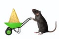 Rat pushes wheelbarrow with cheese