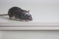 Rat with reading glasses. rat bureaucrat. brilliant pets. smart rat Royalty Free Stock Photo