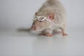 Rat with reading glasses. rat bureaucrat. brilliant pets. smart rat Royalty Free Stock Photo