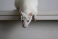 Rat with reading glasses. rat bureaucrat. brilliant pets. smart rat Royalty Free Stock Photo