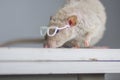 Rat with reading glasses. rat bureaucrat. brilliant pets. smart rat Royalty Free Stock Photo