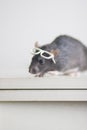 Rat with reading glasses. rat bureaucrat. brilliant pets. smart rat