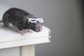 Rat with reading glasses. rat bureaucrat. brilliant pets. smart rat