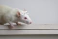 Rat with reading glasses. rat bureaucrat. brilliant pets. smart rat Royalty Free Stock Photo