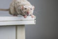 Rat with reading glasses. rat bureaucrat. brilliant pets. smart rat Royalty Free Stock Photo