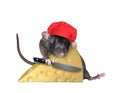 Rat in red cook hat cuts cheese Royalty Free Stock Photo