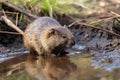 rat river wetlands habintant animals baby riverbed Myocastoridae family member rodent semiaquatic herbivorous coypu Nutria Royalty Free Stock Photo