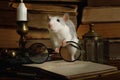 Rat runs around among old books, candle holder and old-fashioned glasses Royalty Free Stock Photo