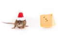 Rat in santa hat and cheese Royalty Free Stock Photo