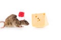 Rat in santa hat and cheese Royalty Free Stock Photo