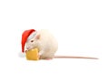 Rat in santa hat and cheese on white background Royalty Free Stock Photo