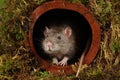 A rat sat inside a drainpipe Royalty Free Stock Photo