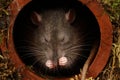 A rat sat inside a drainpipe Royalty Free Stock Photo