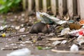 rat scurrying away from a disturbed trash pile Royalty Free Stock Photo