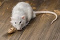 Rat of silver metal colour eating a walnut sitting on a brown wooden floor