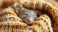 Rat Sitting in Blanket on Table Royalty Free Stock Photo