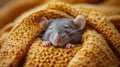 Rat Sitting in Blanket on Table Royalty Free Stock Photo