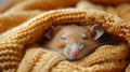 Rat Sitting in Blanket on Table Royalty Free Stock Photo