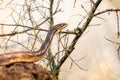 Rat snake crawls on the dry twigs Royalty Free Stock Photo