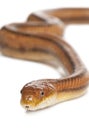 Rat snake - elaphe obsoleta (4 years old) Royalty Free Stock Photo