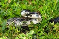 Rat Snake (Elaphe obsoleta) Royalty Free Stock Photo