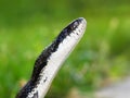 Rat Snake (Elaphe obsoleta) Royalty Free Stock Photo
