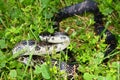 Rat Snake (Elaphe obsoleta) Royalty Free Stock Photo