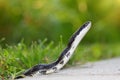Rat Snake (Elaphe obsoleta) Royalty Free Stock Photo