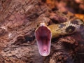 Rat snake (Elaphe taeniura) Royalty Free Stock Photo