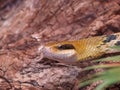 Rat snake (Elaphe taeniura) Royalty Free Stock Photo