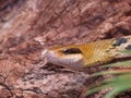 Rat snake (Elaphe taeniura)