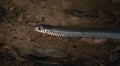 Rat snake on the ground close up headshot